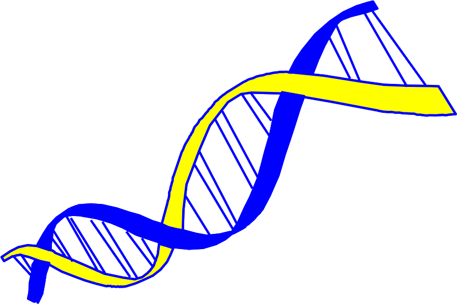 L'ARN libéré  de la bactérie  s'hybride sur le brin d'ADN réactif complémentaire